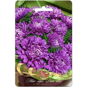 Астра Май Леди Дип Блю 30шт Биотехника