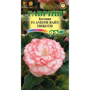 Бегония Амери Вайт Пикоти F1 4шт Гавриш
