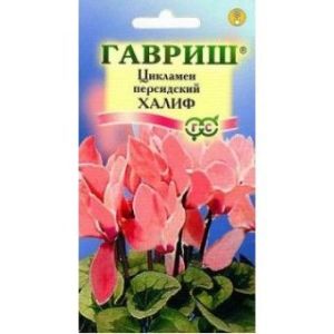 Цикламен Халиф персидский 3шт Гавриш