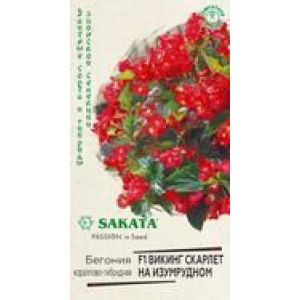 Бегония Викинг Скарлет на изумрудном вечноцветущая 4шт (SAKATA) Гавриш