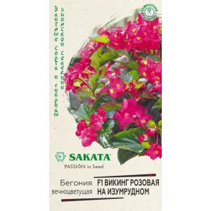 Бегония Викинг розовая на изумрудном вечноцветущая 4шт (SAKATA) Гавриш