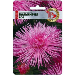 Астра Валькирия Роз 30шт Боитехника