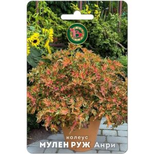 Колеус Мулен Руж Анри 10шт Биотехника