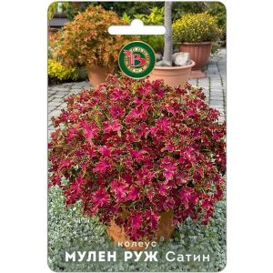Колеус Мулен Руж Сатин 10шт Биотехника