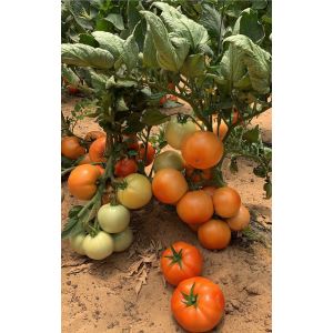 Томат Стан 5000 F1 10 шт Семко