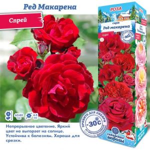 Роза Ред Макарена  спрей 1шт Сиб Сад