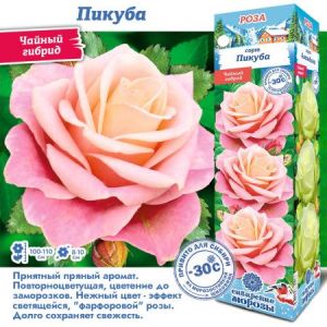 Роза Пикуба ЧГ 1шт Сиб Сад