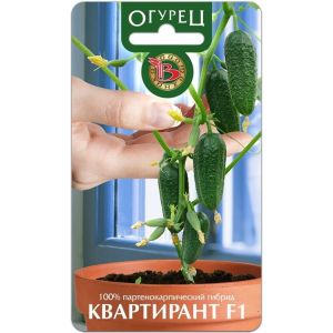 Огурец Квартирант F1 8шт Биотехника