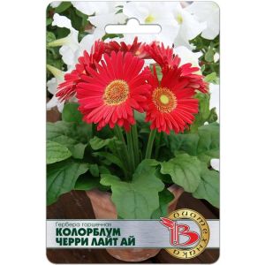 Гербера Колорблюм Черри Лайт Ай 5шт Биотехника