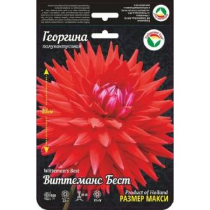 Гергина Виттеманс Бест 1шт Сиб Сад