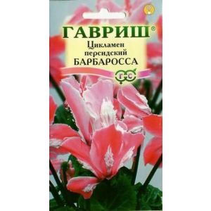 Цикламен Барбаросса персидский 3шт Гавриш