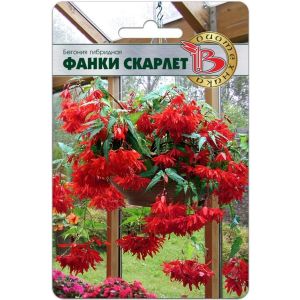 Бегония Фанки Скарлет F1 5шт Биотехника