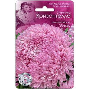 Астра Хризантелла Элвис 30шт Биотехника