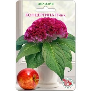 Целозия Концертина Пинк горшечная 8шт Биотехника