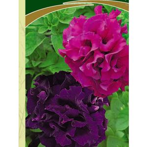 Петуния Первая Красавица махровая 10шт Поиск