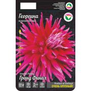 Гергина Гранд Финал 1шт Сиб Сад