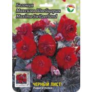 Бегония Максима Швейцария 1шт Сиб Сад