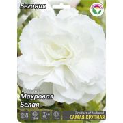 Бегония Махровая Белая 1шт Сиб Сад