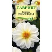 Георгина Фигаро Белая 7шт Гавриш