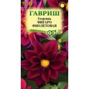 Георгина Фигаро Фиолетовая 7шт Гавриш