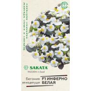 Бегония Инферно Белая кораллово-гибридная 4шт Гавриш