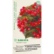 Бегония Викинг Красная на бронзовом кораллово-гибридная 4шт Гавриш