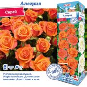 Роза Алегрия (Спрей) 1шт (Сиб сад)