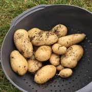 Картофель Горняк 1 репродукция 1кг- 215р