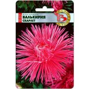 Астра Валькирия Скарлет 30шт Боитехника