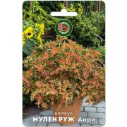 Колеус Мулен Руж Анри 10шт Биотехника