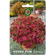 Колеус Мулен Руж Сатин 10шт Биотехника