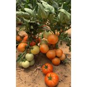 Томат Стан 5000 F1 10 шт Семко