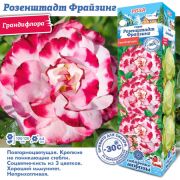 Роза Розенштадт Фрайзинг грандифлора 1шт Сиб Сад