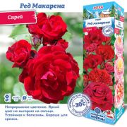 Роза Ред Макарена  спрей 1шт Сиб Сад