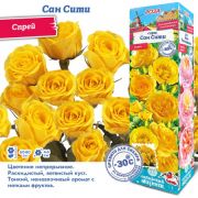 Роза Сан Сити СПРЕЙ 1шт Сиб Сад