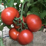 Томат Финалист 5 шт Семко