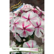 Флокс Твистер метельчатый 1шт Сиб Сад
