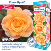 Роза Кингс Прайд Чайно-гибридная