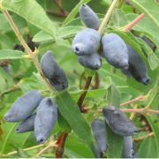 Жимолость Чулымская