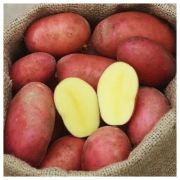 Картофель Алуэт 1 репродукция 1 кг- 215р