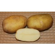 Картофель Юбилей Маршала Жукова 1 репродукция 1кг- 215р