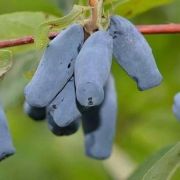 Жимолость Юбилей Бакчара