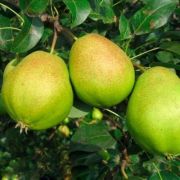 Груша Куюмская