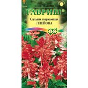 Сальвия Плейона карликовая  5шт Гавриш