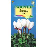 Цикламен Рой персидский 3шт Гавриш