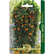 Тунбергия Сюзи Оранж 6шт Био