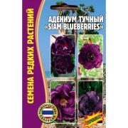 Адениум Slam Blueberries 3шт Редкие Семена