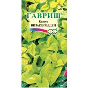 Колеус Визард Голден 5 шт Гавриш