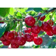 Вишня Звёздочка степная