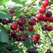 Вишня Щедрая степная